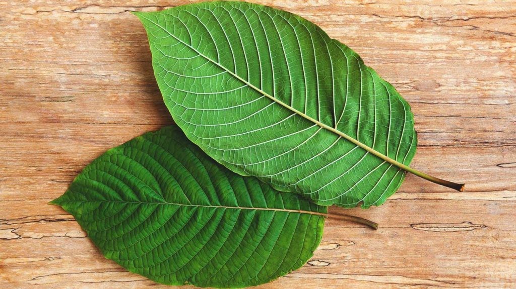 Kratom Leaves